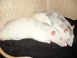 Meine 2 Ratten